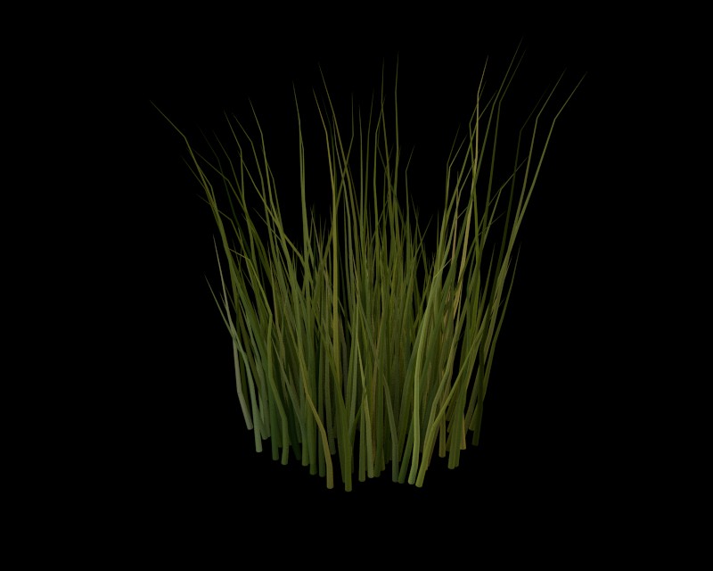 Cycles Grass 3 + Corn preview image 1